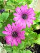 Purple Daisies