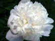 White Peony Macro