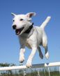jumping jack russel terrier