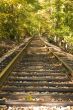 Tracks Into Trees