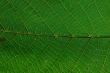 Leaf macro