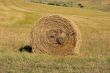 One stack hay