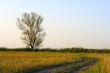 Tree and road