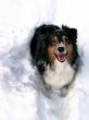 Australian Shepherd Standing in Snow