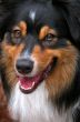 Australian Shepherd (Canis Familiaris)