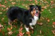 Australian Shepherd (Canis Familiaris)