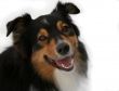 Australian Shepherd (Canis Familiaris)