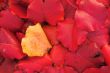 Autumn Leaves