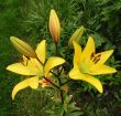 Blossoming yellow lily