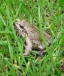 Frog sitting in a grass