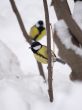 Winter tomtits