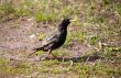 Curious starling