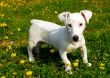 puppy jack russel terrier