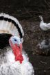 Dreams of turkey-cock