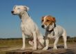 two jack russel terrier