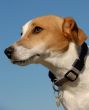 jack russel terrier