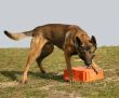 belgian shepherd