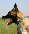 belgian shepherd