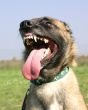 belgian shepherd