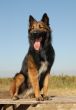 belgian shepherd tervueren
