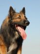 belgian shepherd tervueren