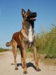 belgian shepherd malinois