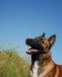 belgian shepherd malinois