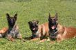 three malinois