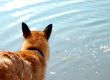 belgian shepherd and water