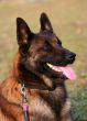 belgian shepherd malinois