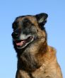 belgian shepherd malinois