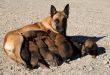 belgian shepherd and puppies