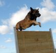 jumping belgian shepherd