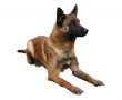 belgian shepherd detoured
