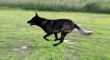 running belgian shepherd