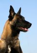 belgian shepherd malinois