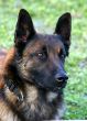 belgian shepherd malinois