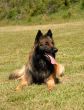 belgian shepherd tervueren