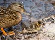 Duck and nestling