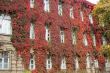 red ivy wall