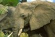 Elephant Close Up