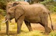 Wild Elephant