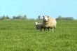 sheep on willow