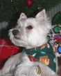 Christmas Westie