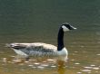 Duck on the lake