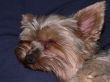 Napping Yorkie