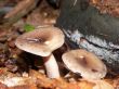 Shiney Wet Mushrooms