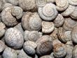 Snail Shell Background