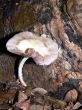 Mushroom Close-up.