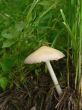 Single Mushroom Macro